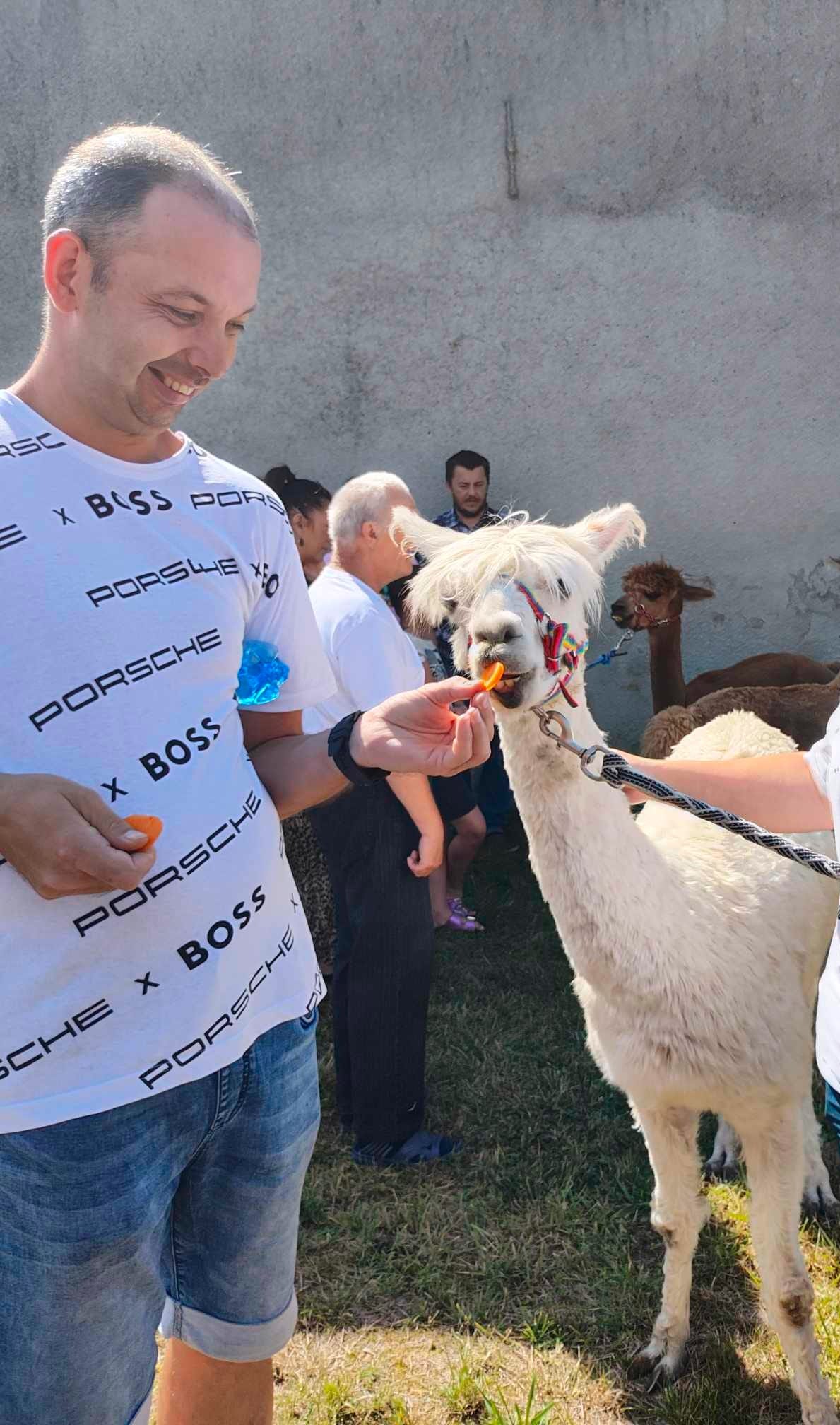 Marek karmiący Alpakę Marek karmiący Alpakę