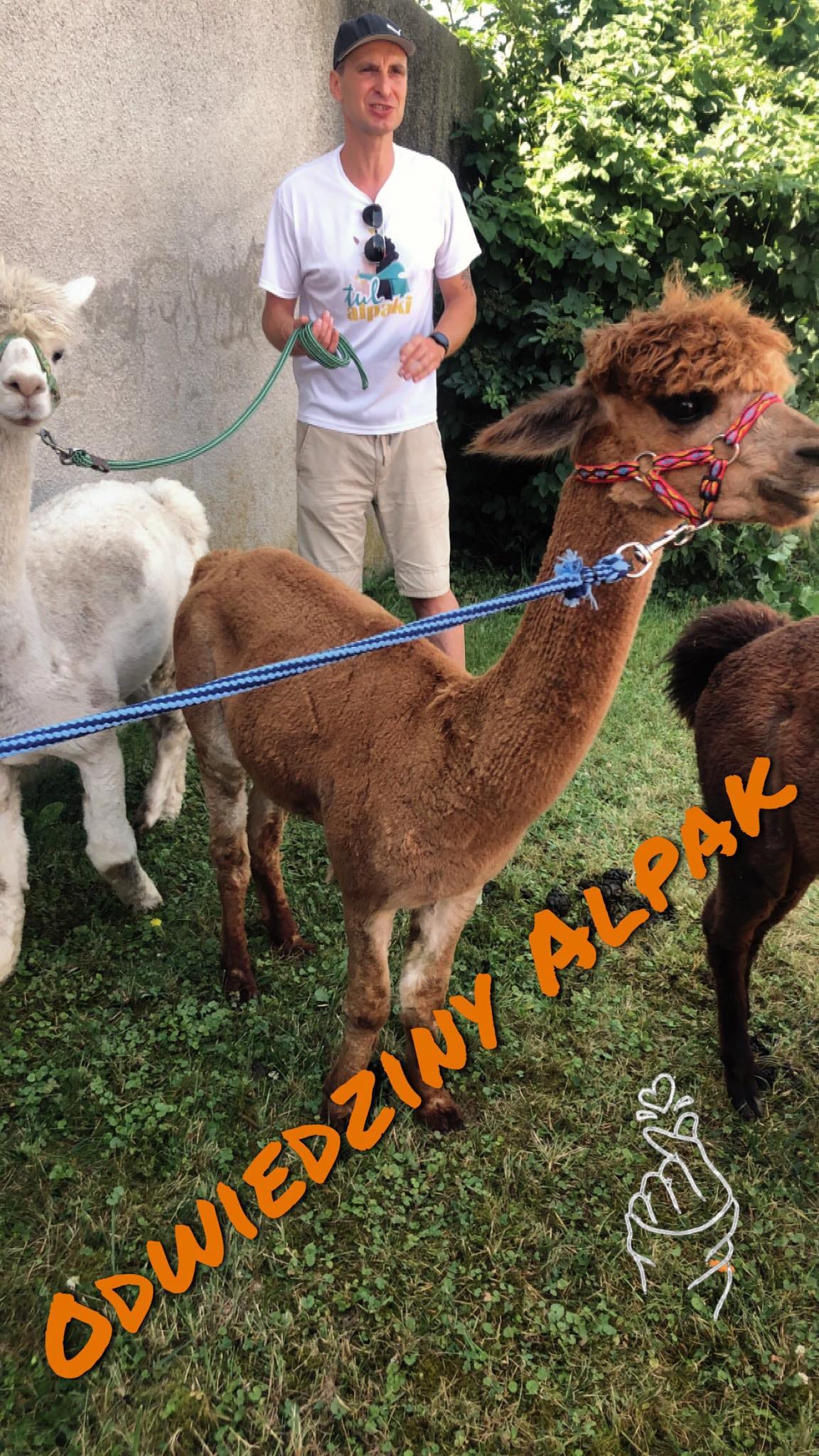 Odwiedziny Alpak Odwiedziny Alpak